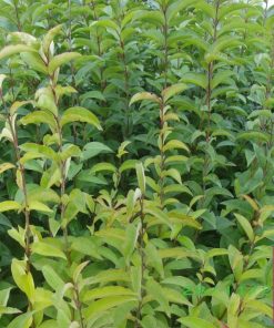 LIGUSTRUM JAPONICUM CESP.