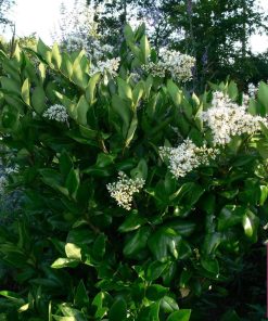 LIGUSTRUM JAPONICUM TEXANUM CESP.
