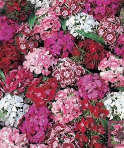 DIANTHUS BARBATUS MISTO