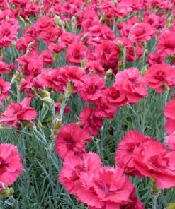 DIANTHUS GRATIANOPOLITANUS ROTKAPPCHEN  ROSSO-PORPORA