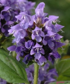 PRUNELLA GRANDIFLORA BLU