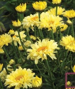 LEUCANTHEMUM X SUPERBUM GOLDFINCH GIALLO-CHIARO